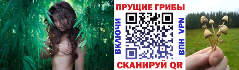 Галлюциногенные грибы мицелий Армавир